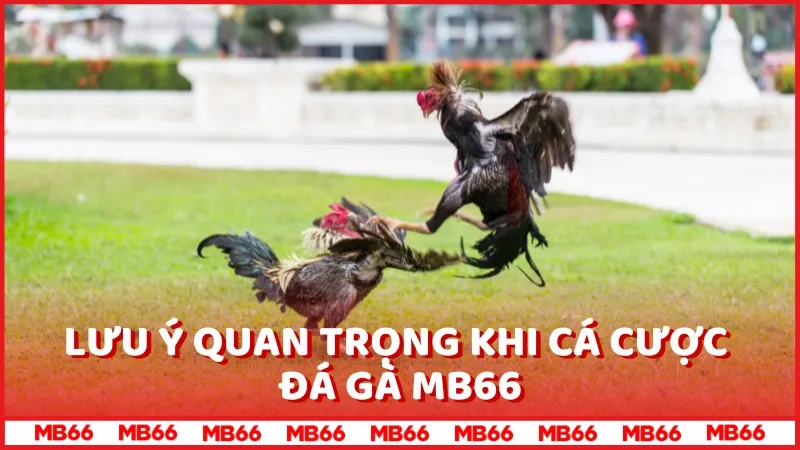 Lưu ý quan trọng khi cá cược Đá gà MB66