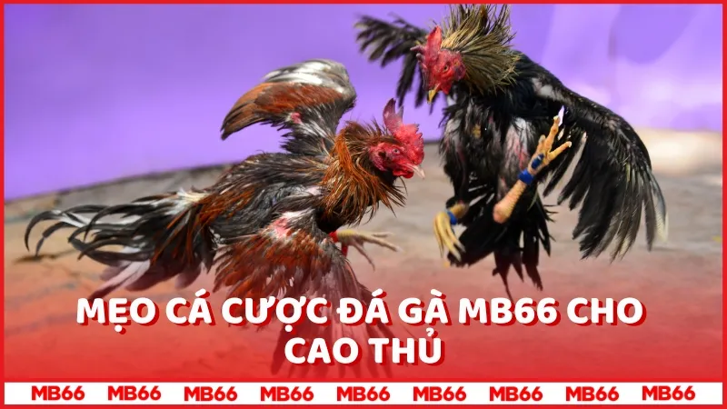 Mẹo cá cược Đá gà MB66 cho cao thủ