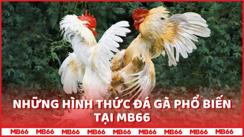 Những hình thức đá gà phổ biến tại MB66